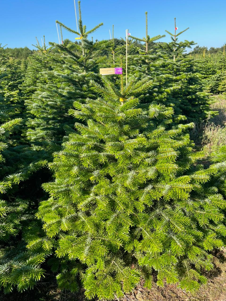 Пихта нордманская Премиум